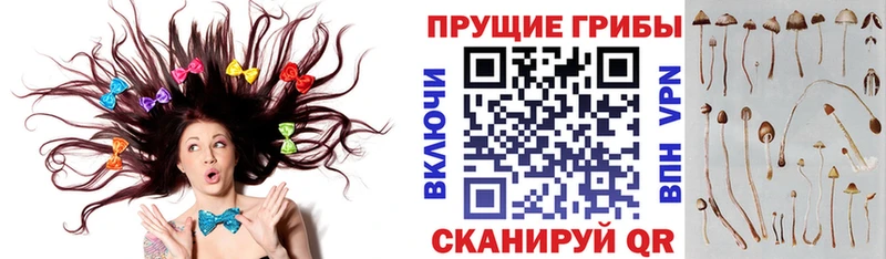Купить закладки  Каменка  Галлюциногенные грибы прущие грибы 